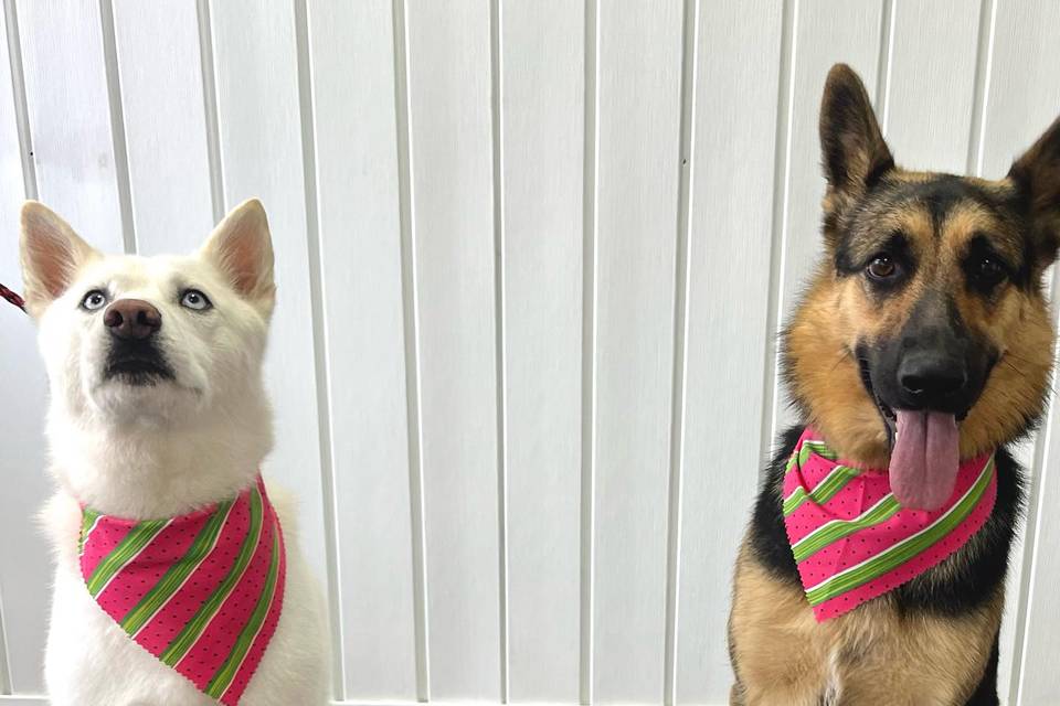 Cute dogs in matching bandanas