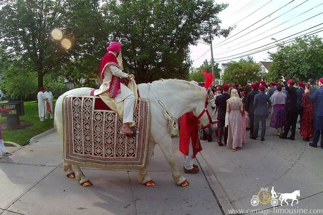 Baraat Wedding Horse