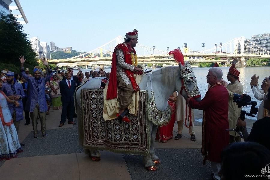 Indian Baraat Horse