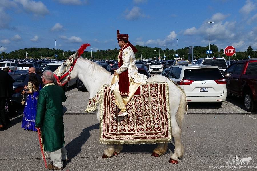 Indian Baraat Horse