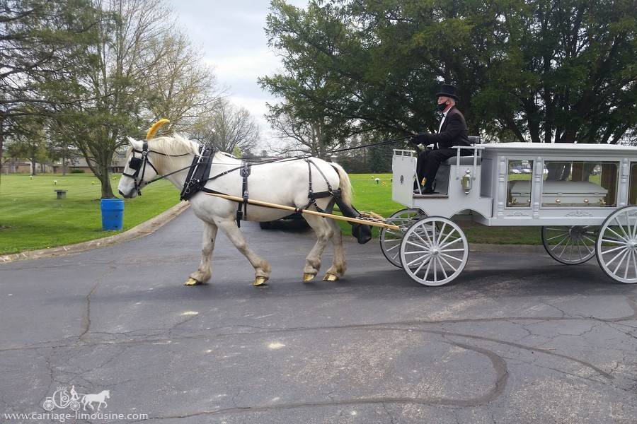 Indian Baraat Horse