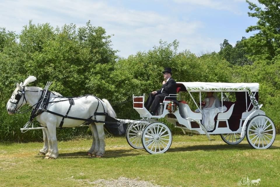 Indian Baraat Horse