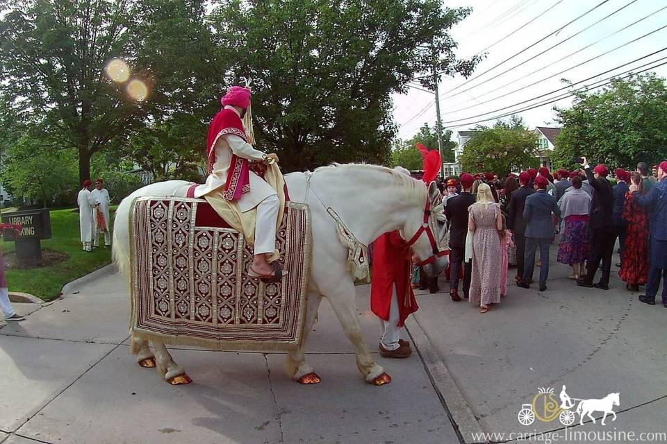 Baraat Wedding Horse