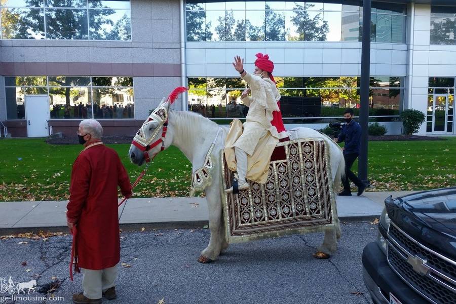 Indian Baraat Horse