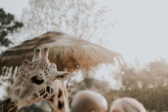 Zoo Wedding