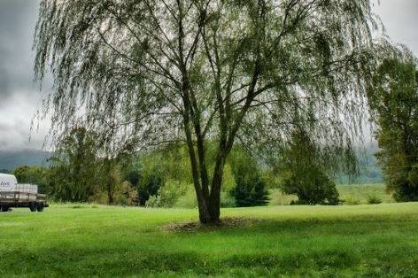 A willow on the property