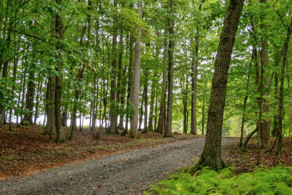 The road to Winter Wood