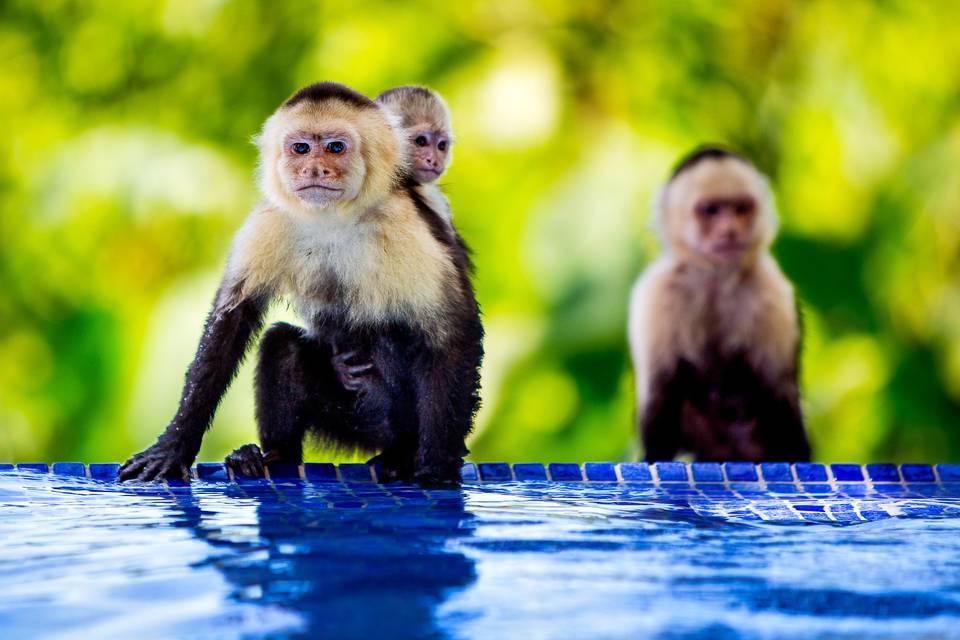 Monkeys looking