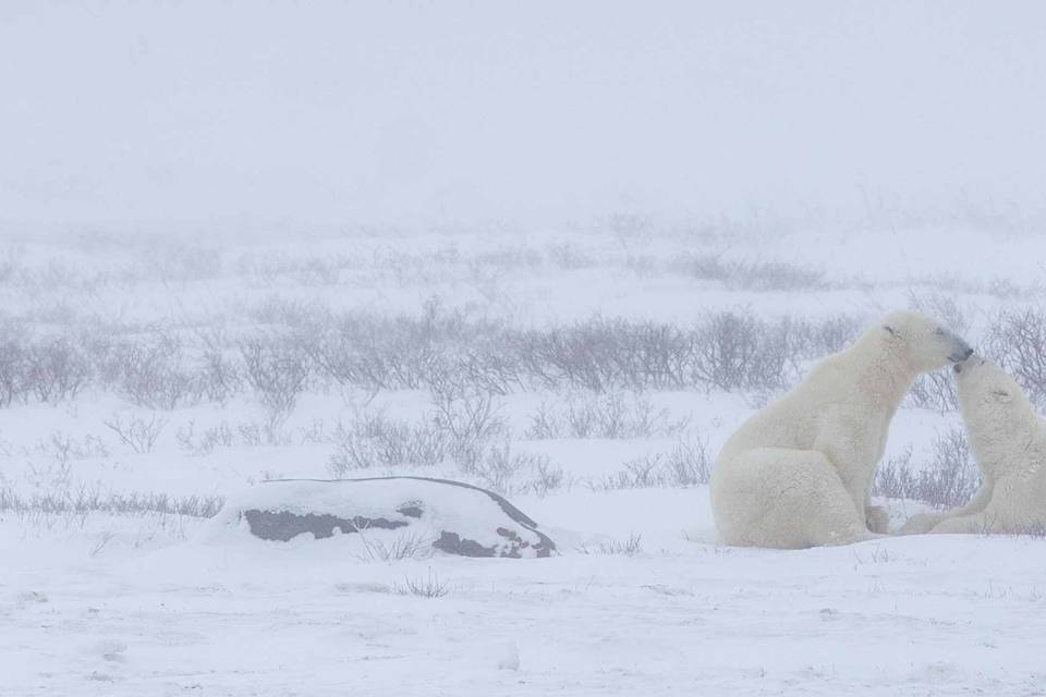 Polar Bear Affection