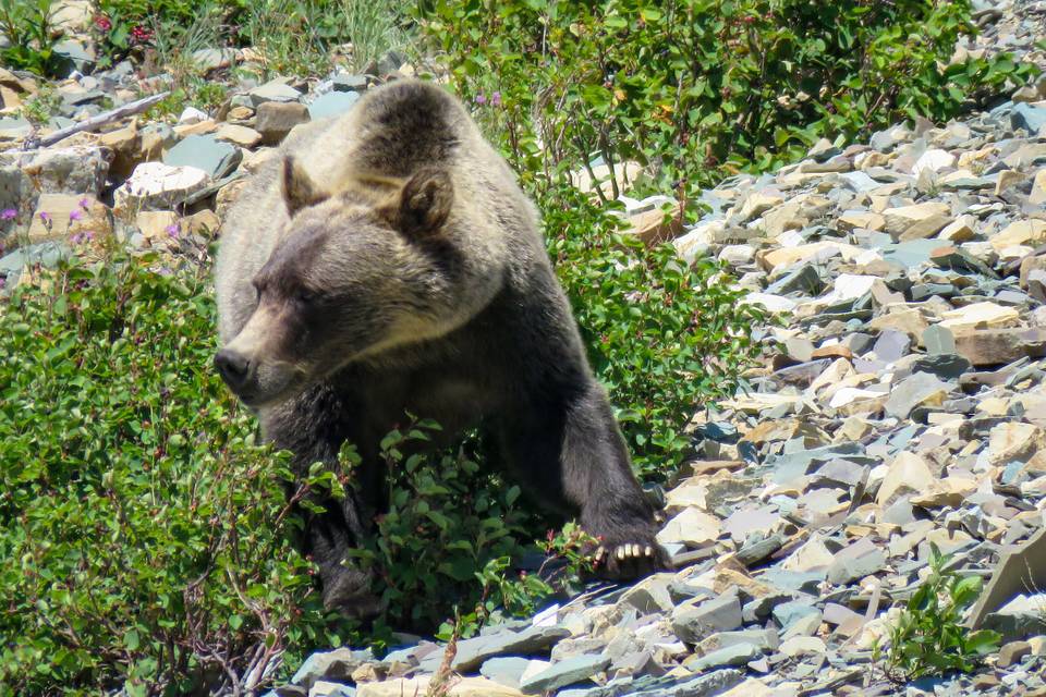 Glacier NP Grizzly