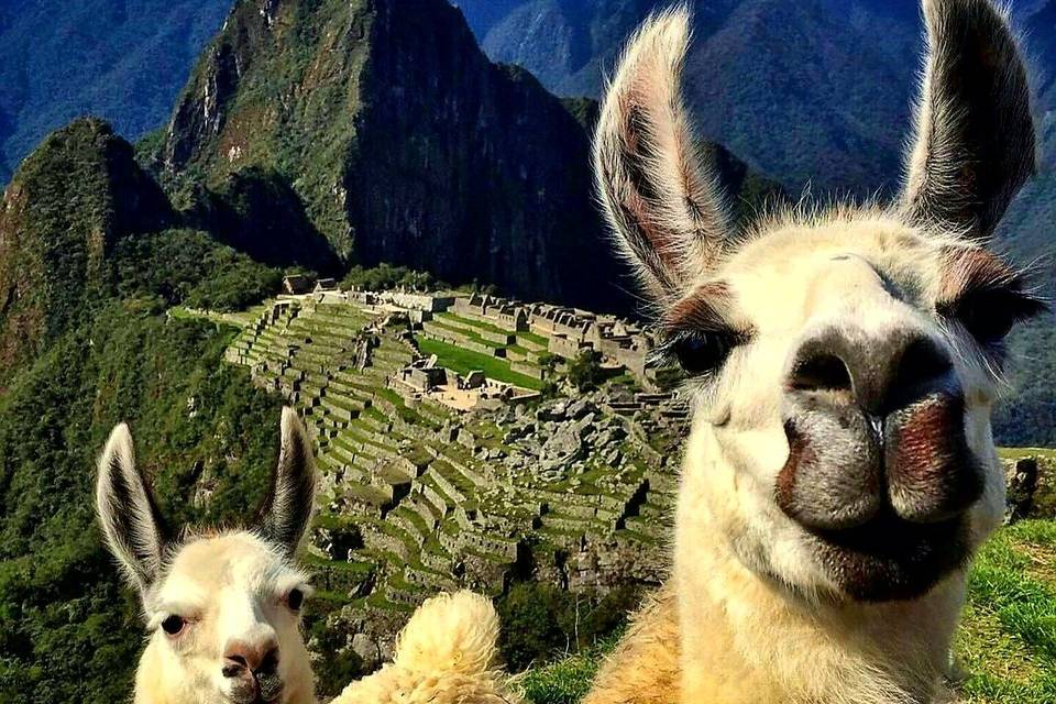 Machu picchu, peru