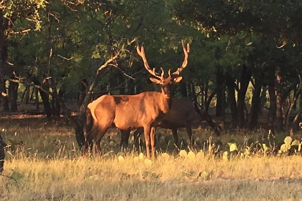 Elk in sunset