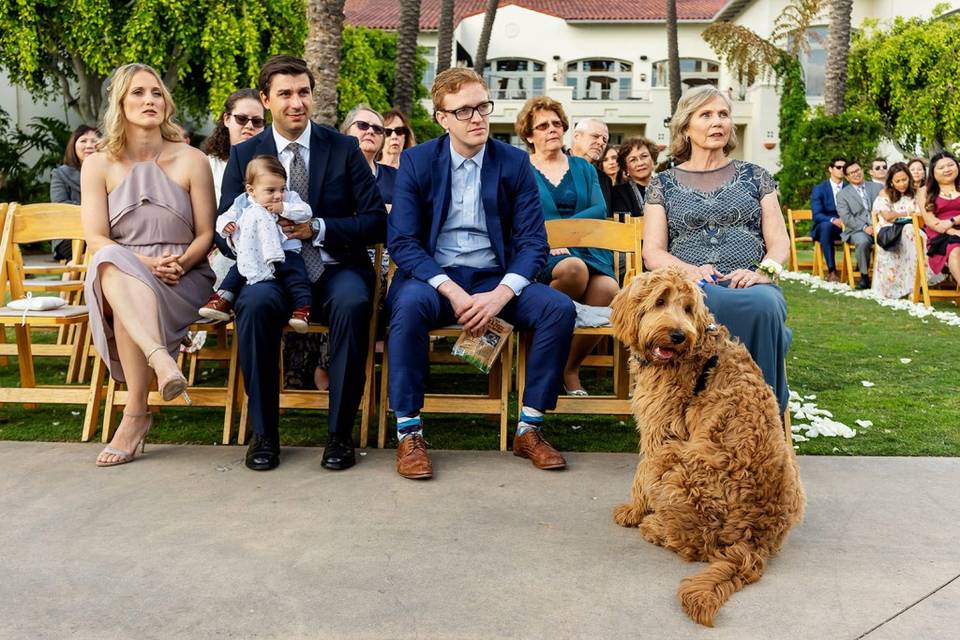 Dog watching the ceremony