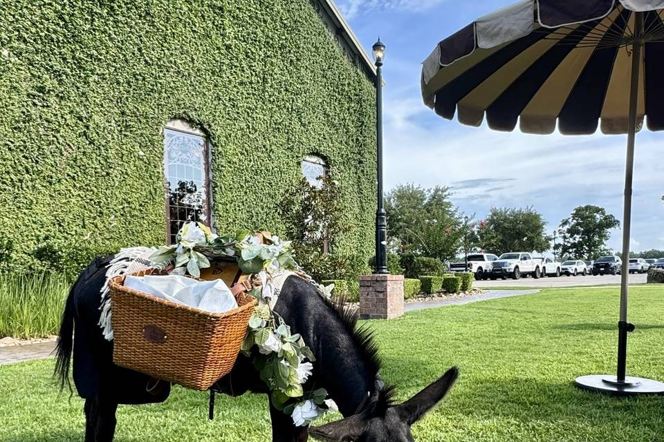 Beer Donkey