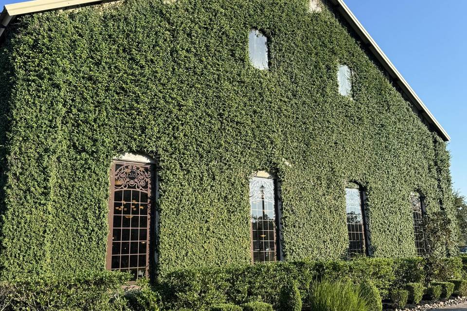 Beautiful Ivy