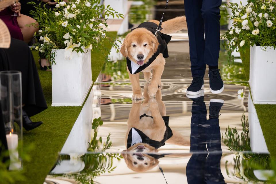 Doggie Ring Bearer