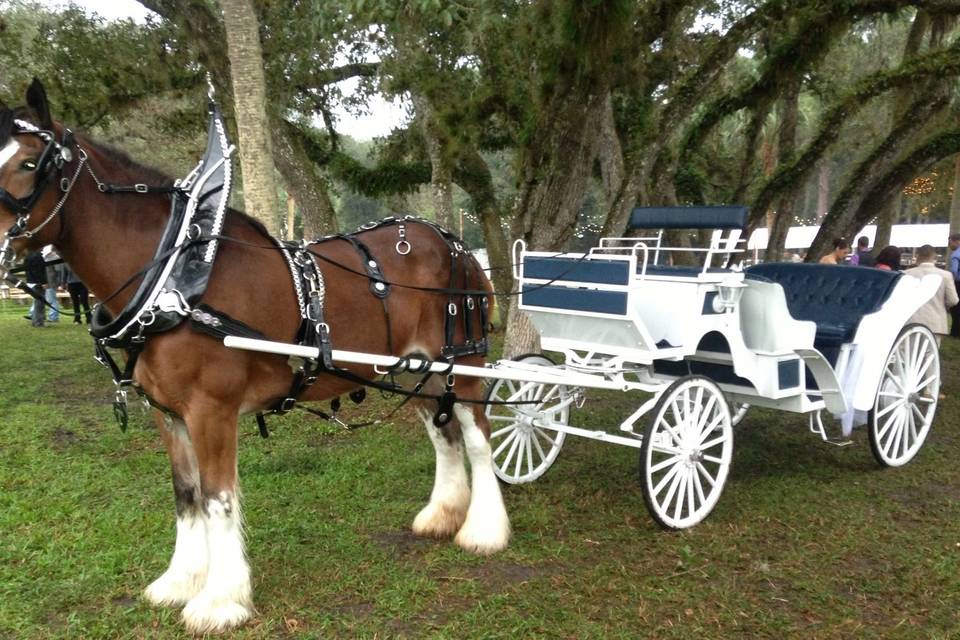 White carriage