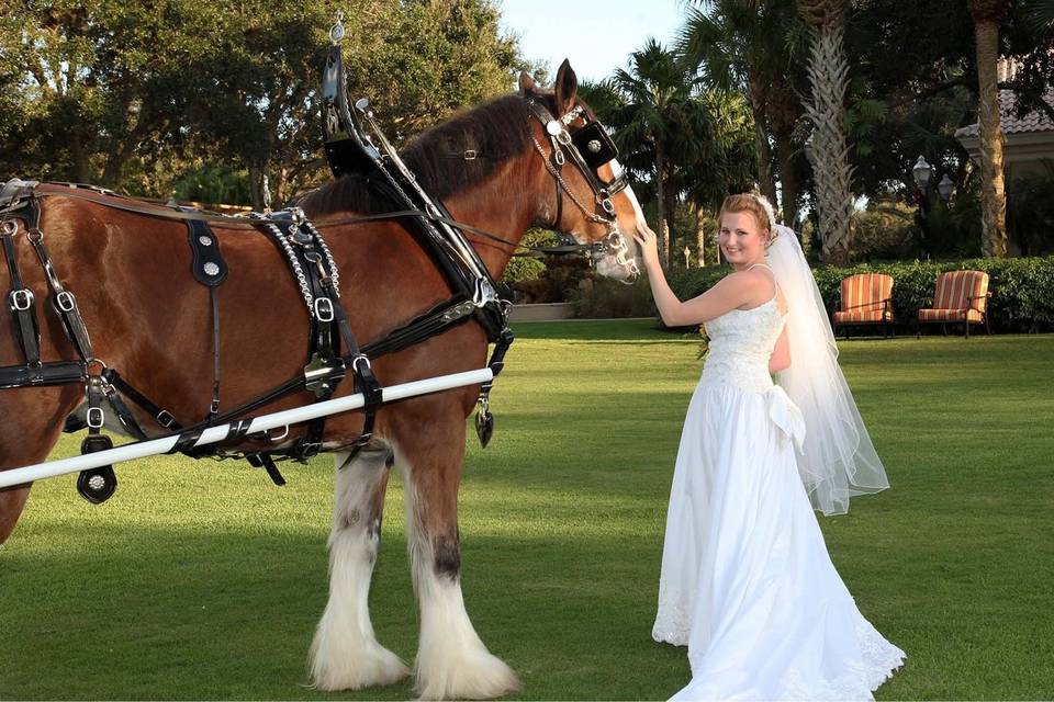 Whispering Pines Clydesdales