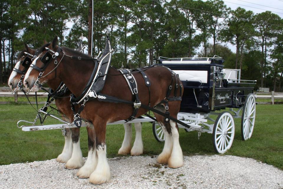 Whispering Pines Clydesdales