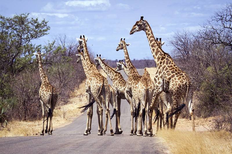 Africa