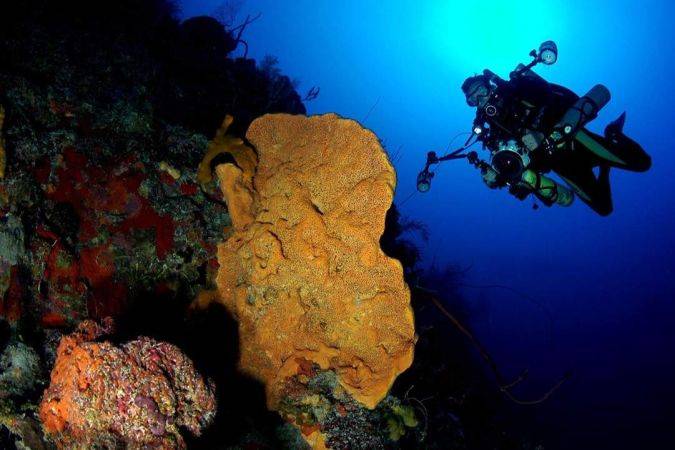 Cayman Diving