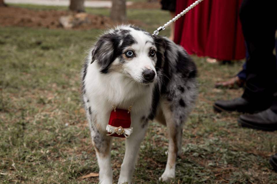 Dog with rings