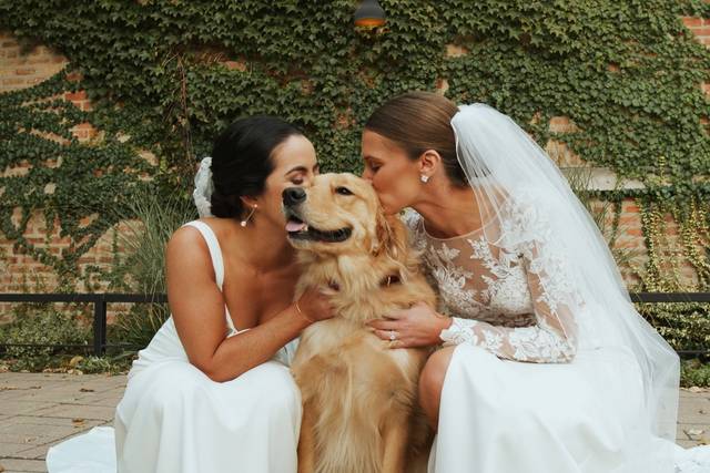 Doggo brides