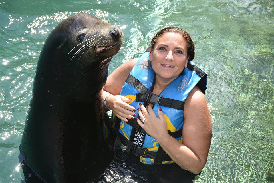 Sea lions in mexico