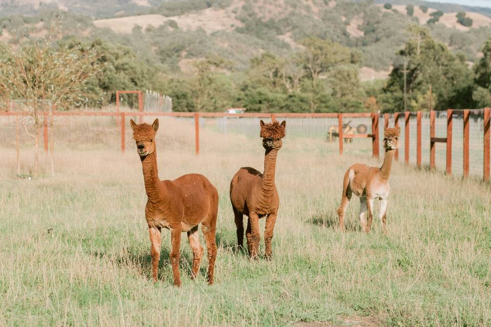The Ranch Llamas