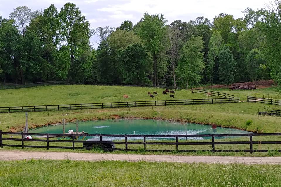 Pond and dairy herd