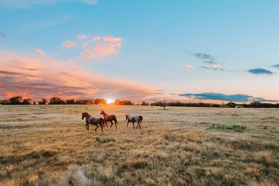 Vast meadows