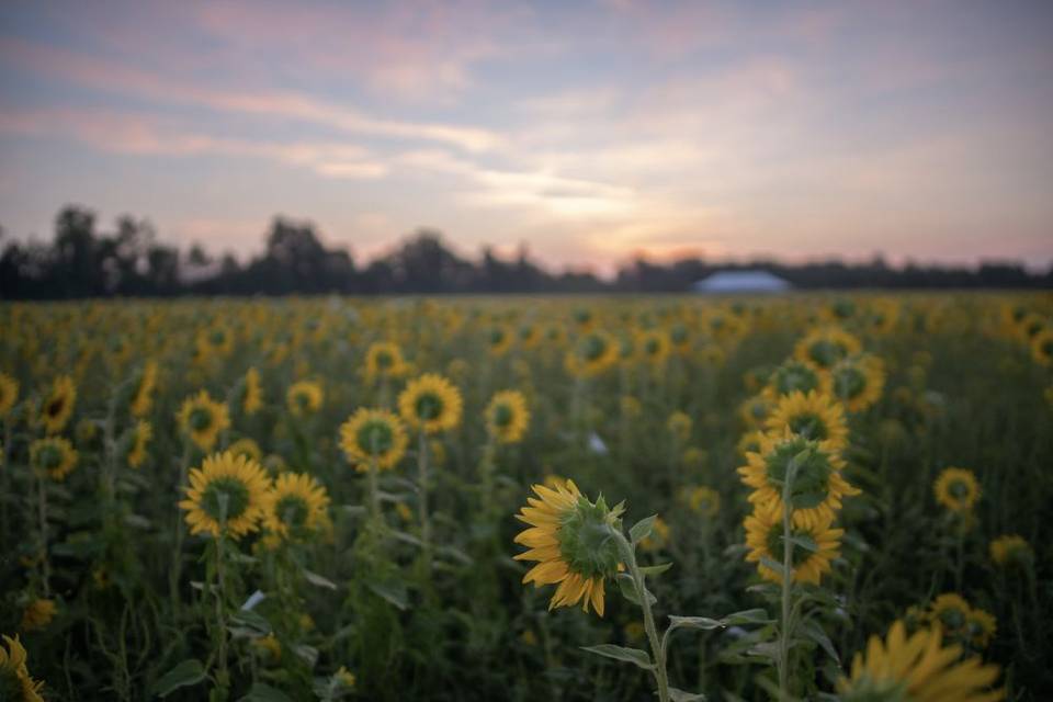 Lincoln Hill Farms