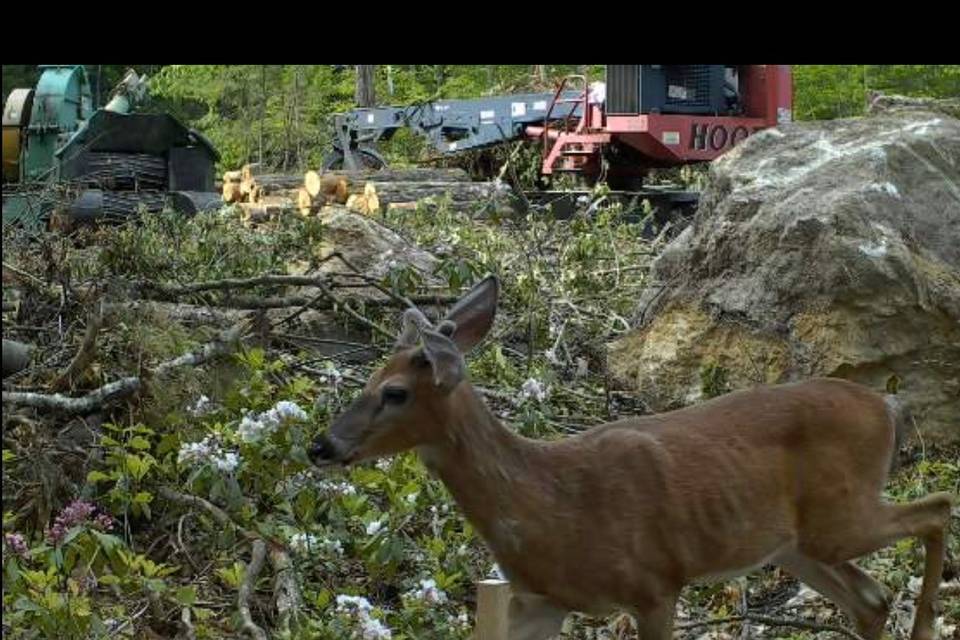 Deer during logging time.
