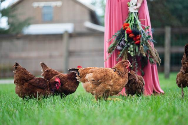 Chickens