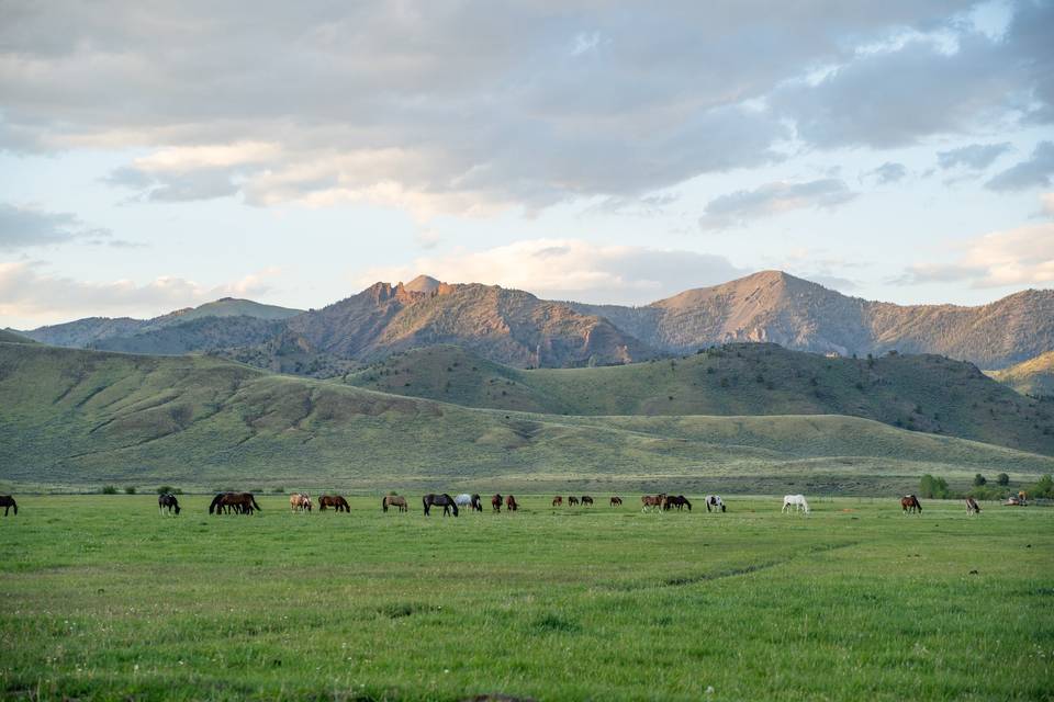 Horses and mountains