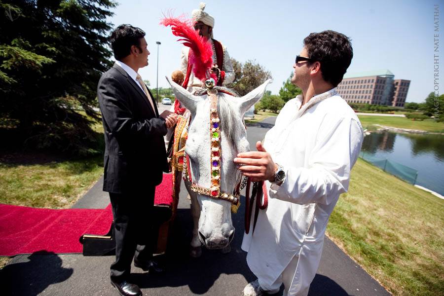 Horse for Baraat