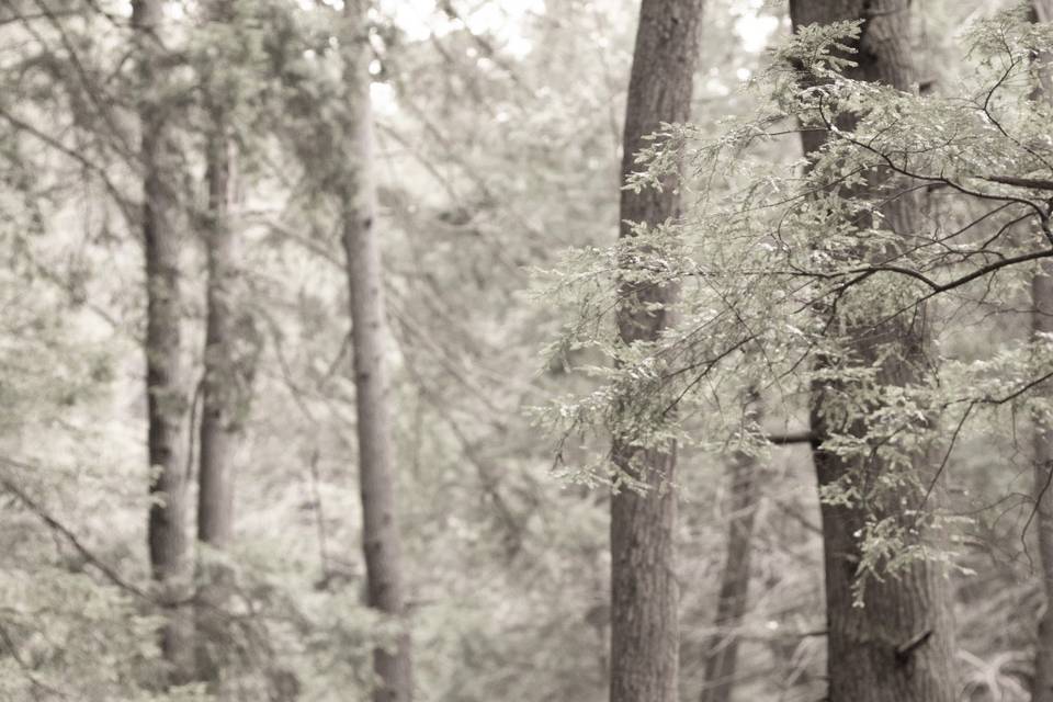 Blissful Engagement Portraits