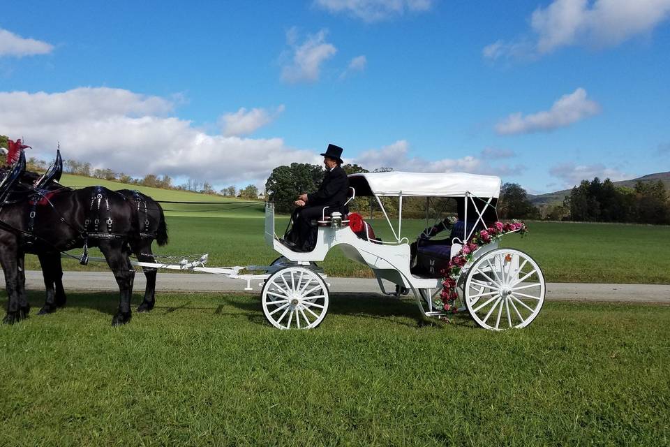 Wedding horse and carriage