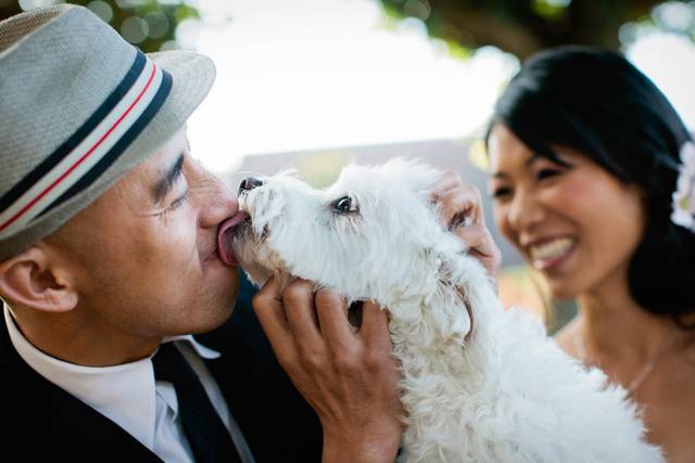 Dog of honor