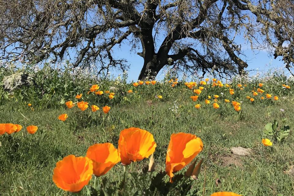 Spring time on the ranch