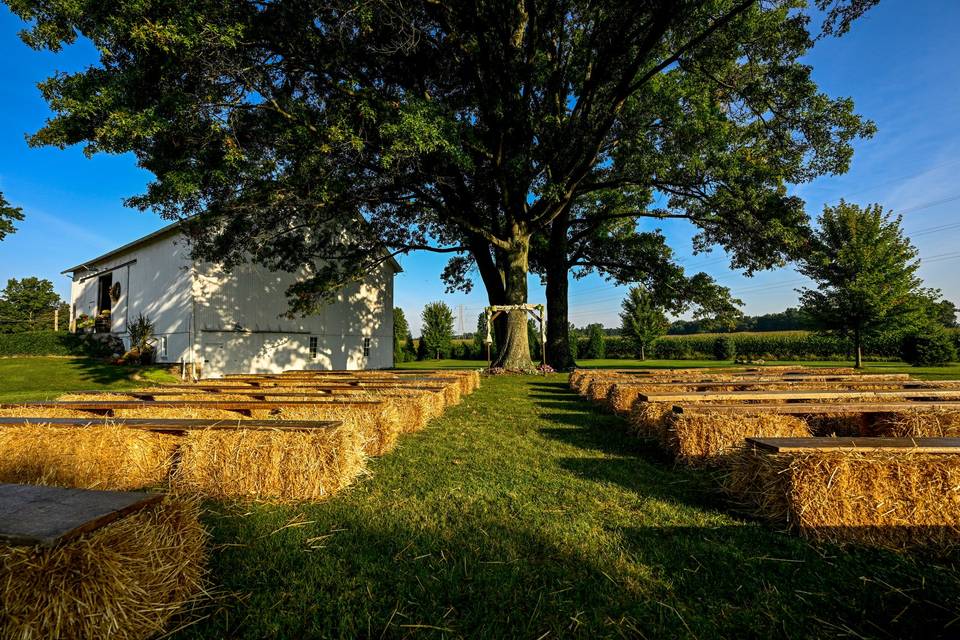 Large Oaks for Shade