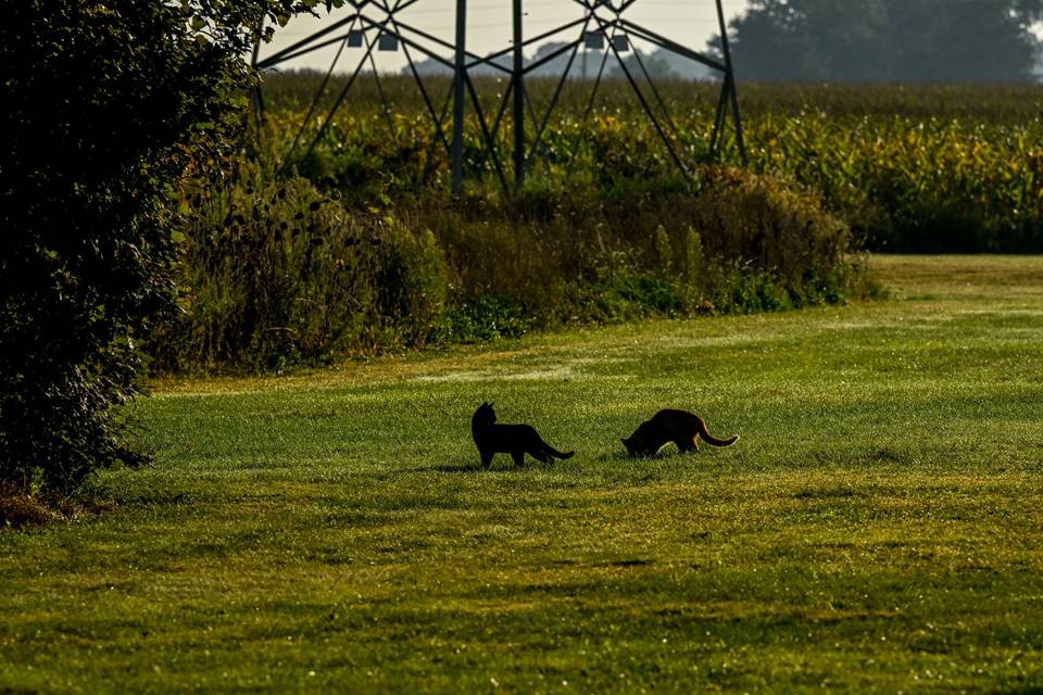 Barnstone Cats