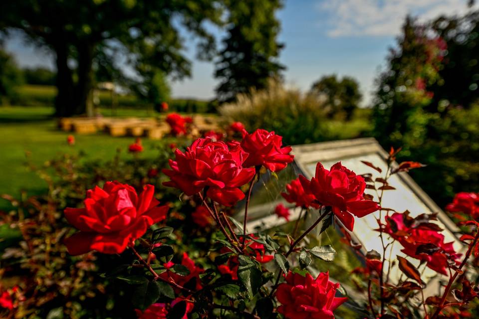 Roses still blooming in Sept