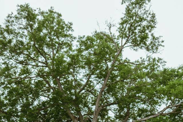 Meadow Tree Ceremony