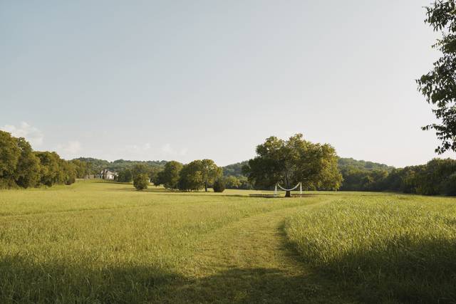 The Meadow Tree