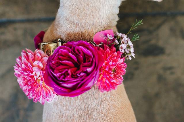 Floral dog collar