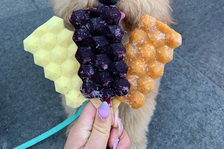 Popsicles and dogs