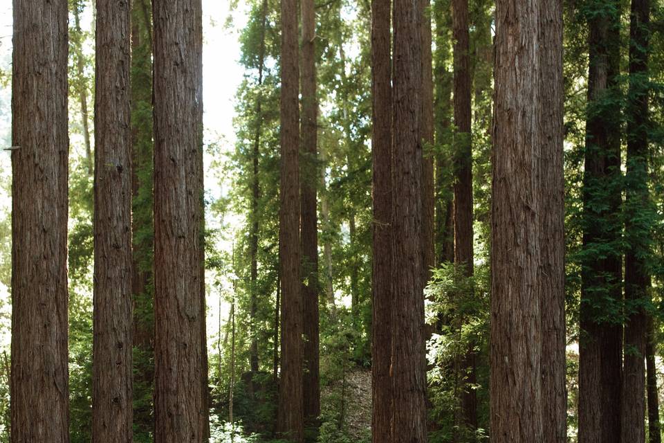 A wedding in the redwoods.