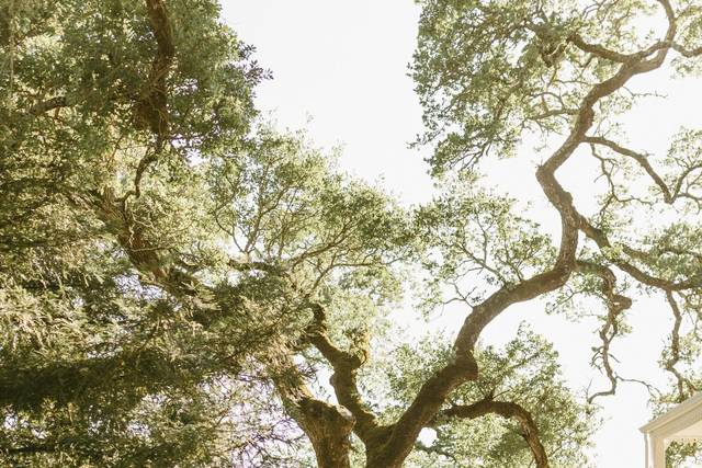 Napa Vineyard Wedding