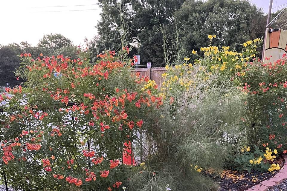 Backyard Plants